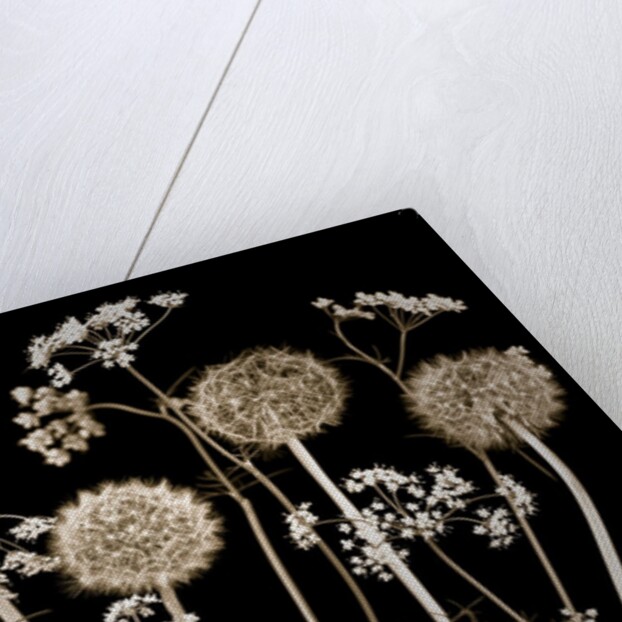 Meadow flowers by Assaf Frank